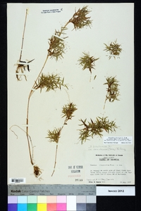 Dichanthelium ensifolium image