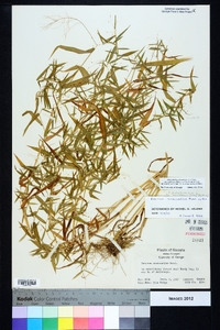 Dichanthelium ensifolium image