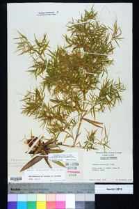 Dichanthelium ensifolium image