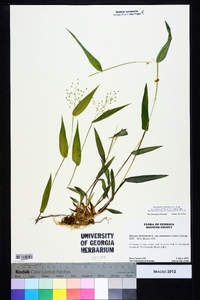 Dichanthelium ensifolium image