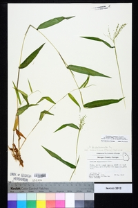 Dichanthelium ensifolium image