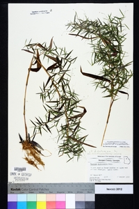 Dichanthelium ensifolium image