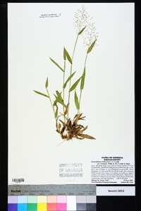 Dichanthelium ensifolium image