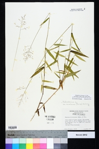 Dichanthelium ensifolium image