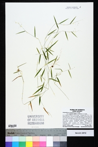 Dichanthelium ensifolium image