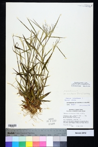 Dichanthelium ensifolium image