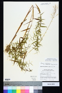 Dichanthelium ensifolium image