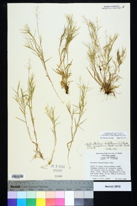 Dichanthelium ensifolium image