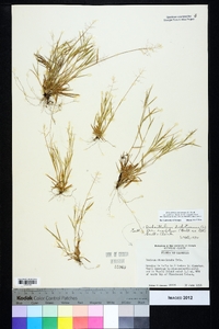 Dichanthelium ensifolium image