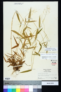 Dichanthelium ensifolium image