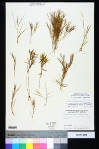 Dichanthelium ensifolium image