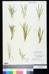 Dichanthelium ensifolium image