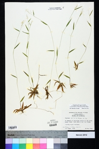 Dichanthelium ensifolium image