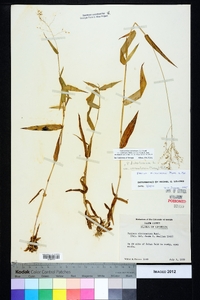 Dichanthelium ensifolium image