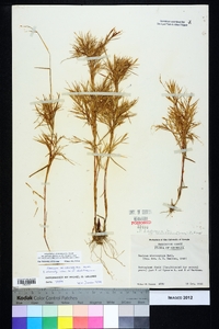 Dichanthelium ensifolium image