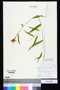 Dichanthelium ensifolium image