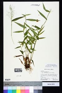 Dichanthelium ensifolium image