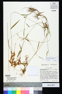 Dichanthelium dichotomum var. ramulosum image