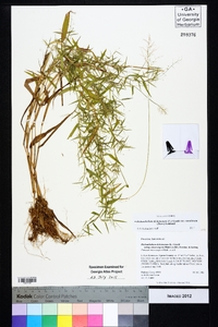 Dichanthelium dichotomum var. ramulosum image