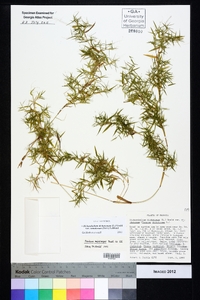 Dichanthelium dichotomum var. ramulosum image