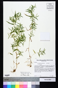 Dichanthelium dichotomum var. ramulosum image