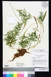 Dichanthelium dichotomum var. ramulosum image