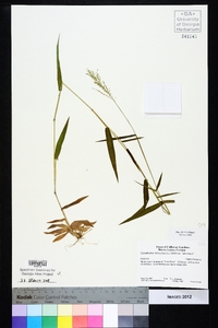 Dichanthelium dichotomum var. ramulosum image