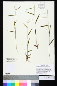 Dichanthelium dichotomum var. ramulosum image