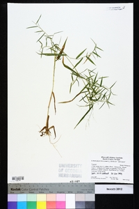 Dichanthelium dichotomum var. ramulosum image