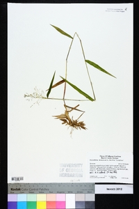 Dichanthelium dichotomum var. ramulosum image