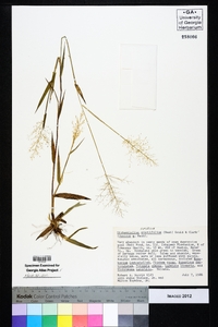 Dichanthelium erectifolium image