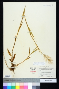 Dichanthelium erectifolium image