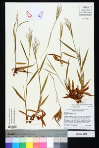 Dichanthelium laxiflorum image