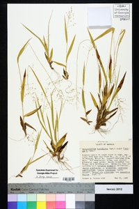 Dichanthelium laxiflorum image