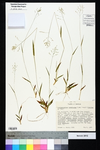 Dichanthelium laxiflorum image