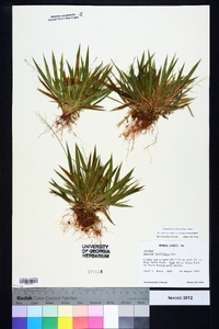 Dichanthelium laxiflorum image