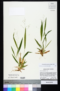 Dichanthelium laxiflorum image