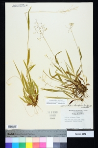 Dichanthelium laxiflorum image