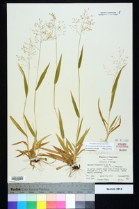 Dichanthelium laxiflorum image