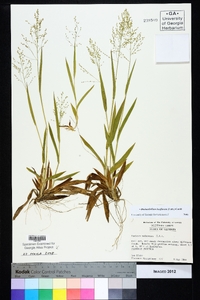 Dichanthelium laxiflorum image