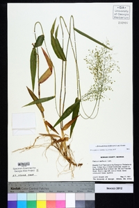 Dichanthelium laxiflorum image