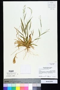 Dichanthelium laxiflorum image