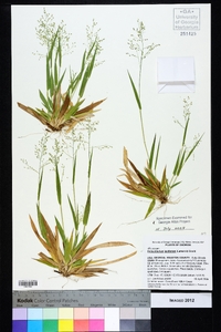 Dichanthelium laxiflorum image