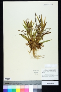 Dichanthelium laxiflorum image