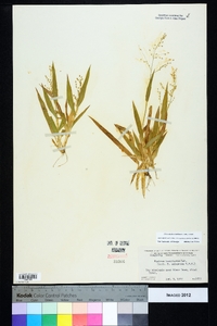 Dichanthelium laxiflorum image