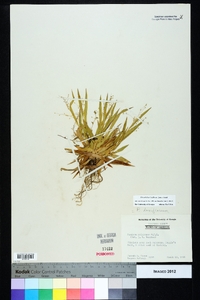 Dichanthelium laxiflorum image