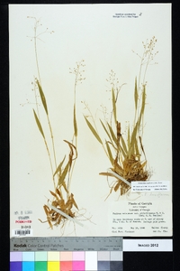 Dichanthelium laxiflorum image