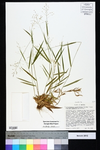 Dichanthelium linearifolium image