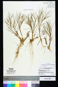 Dichanthelium linearifolium image