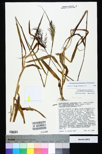 Dichanthelium acuminatum subsp. longiligulatum image